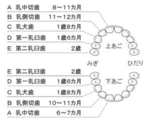 乳歯が生える時期と順番