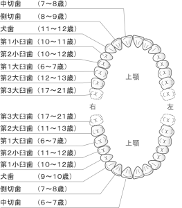 永久歯への生え変わり時期と順番